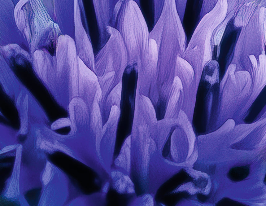 矢車菊速效眼部卸妝液 200ml