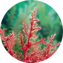 Organic Macro Alga