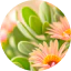 Edulis
