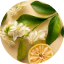 丁香花蕾蜜露精華