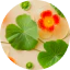 金蓮花與四重微藻