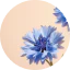 Cornflower