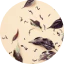 Boreal Tea