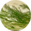 Wild Algae and Sea Fennel