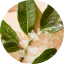 Boreal Tea & Salicylic acid