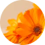 Calendula