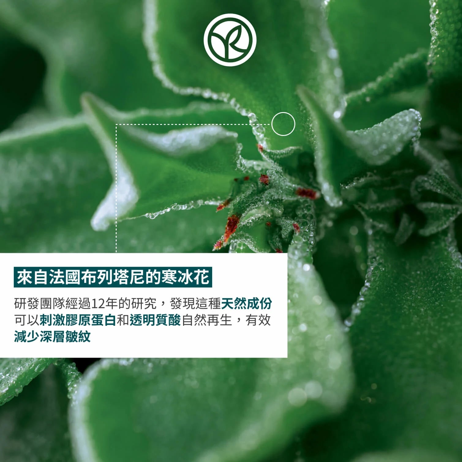 【皇牌】膠原寒冰花套裝