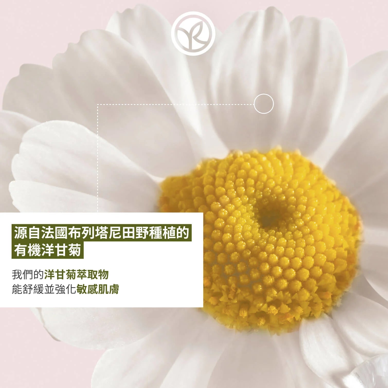 有機洋甘菊防敏舒緩潔面乳霜 125ml