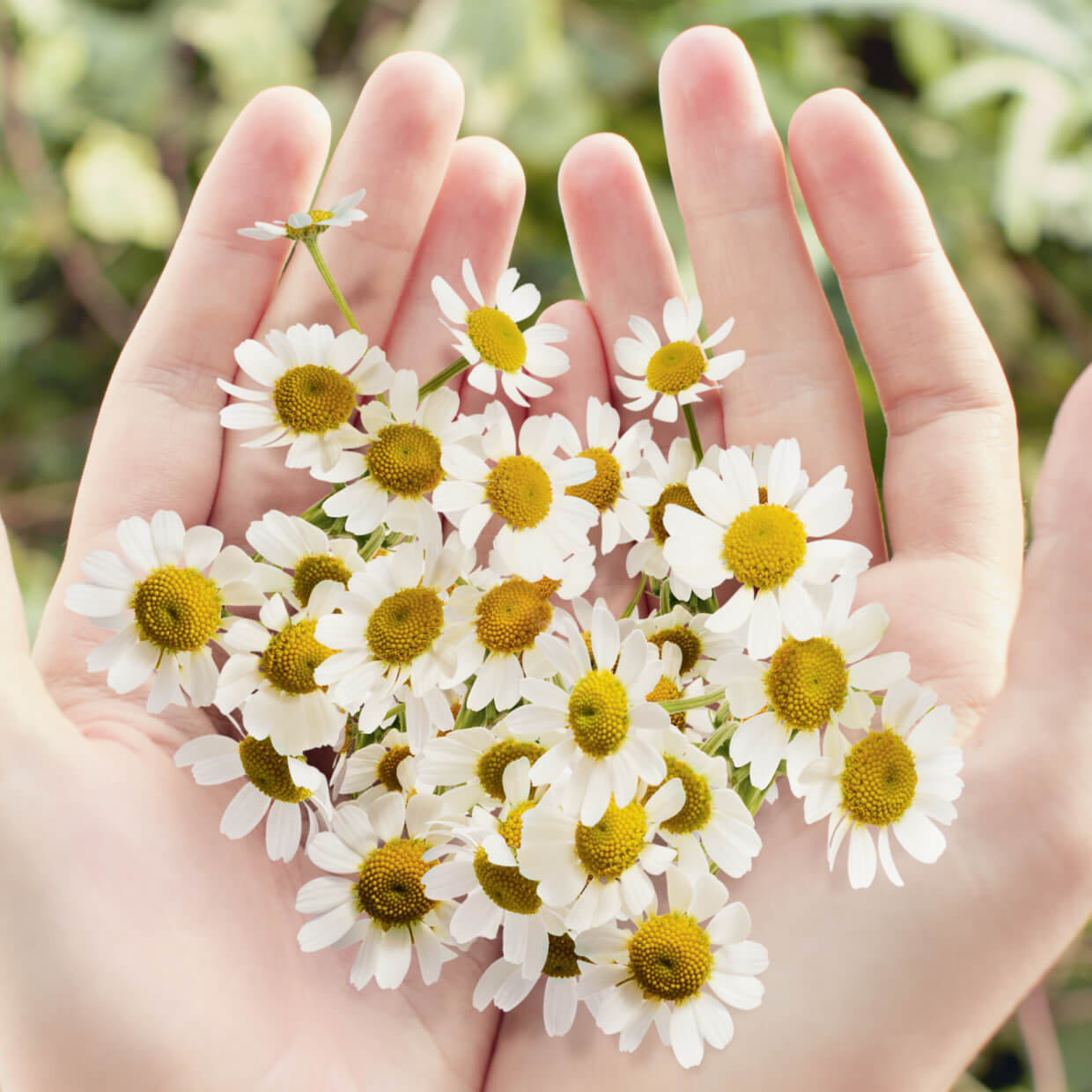 Soothing Wild Chamomile Treatment