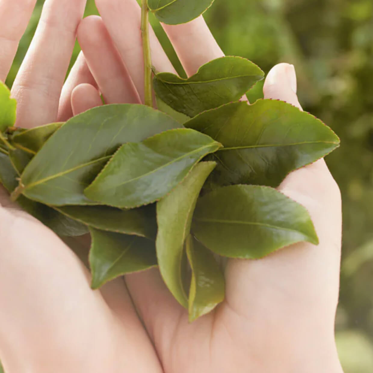 Hydra Vegetal Moisturising Treatment