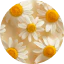 Chamomile