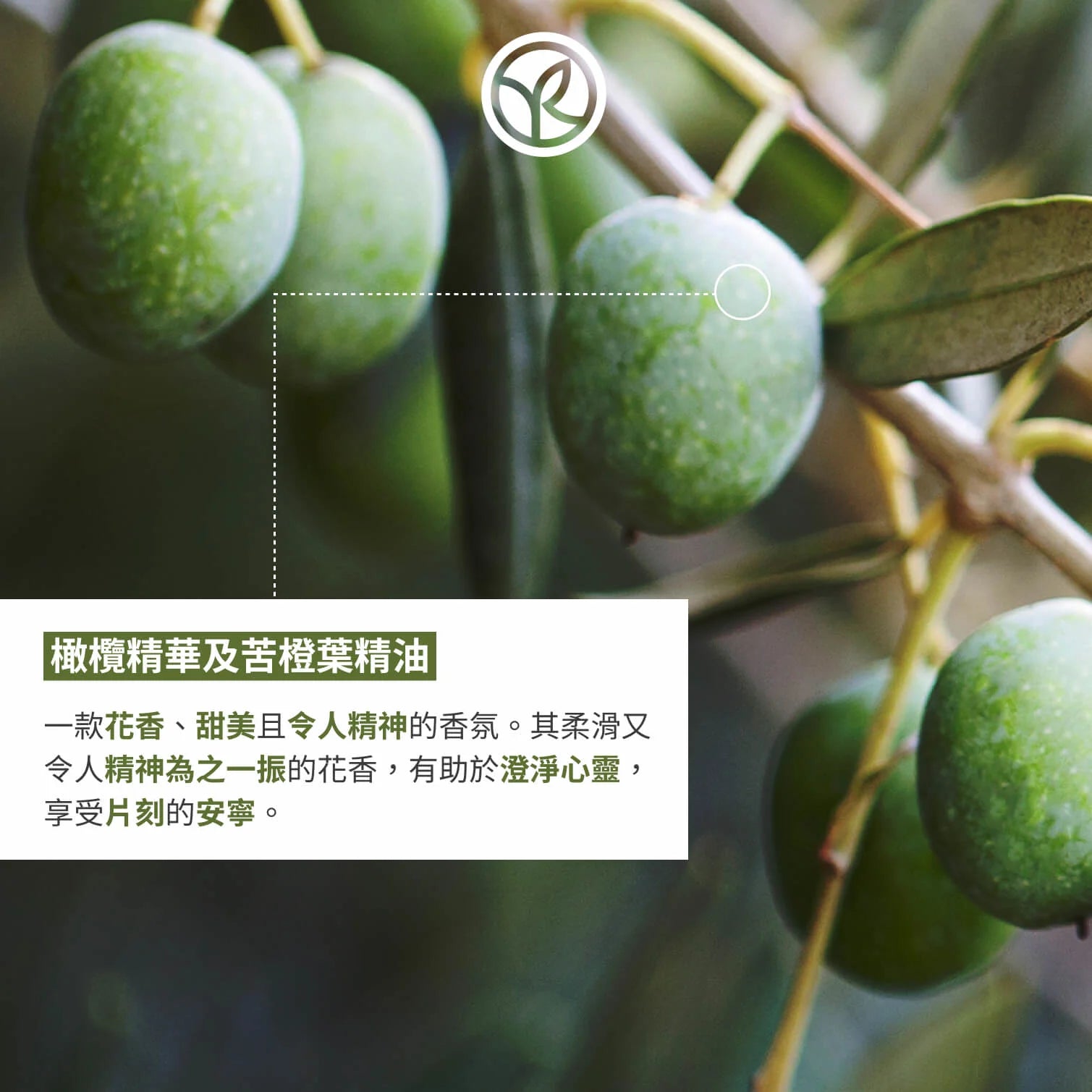 Olive & Petitgrain Moisturizing Hand Cream