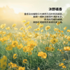 沐野橘香淡香水禮盒