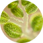 Tetraselmis Micro-Alga 