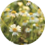 Wild Chamomile 