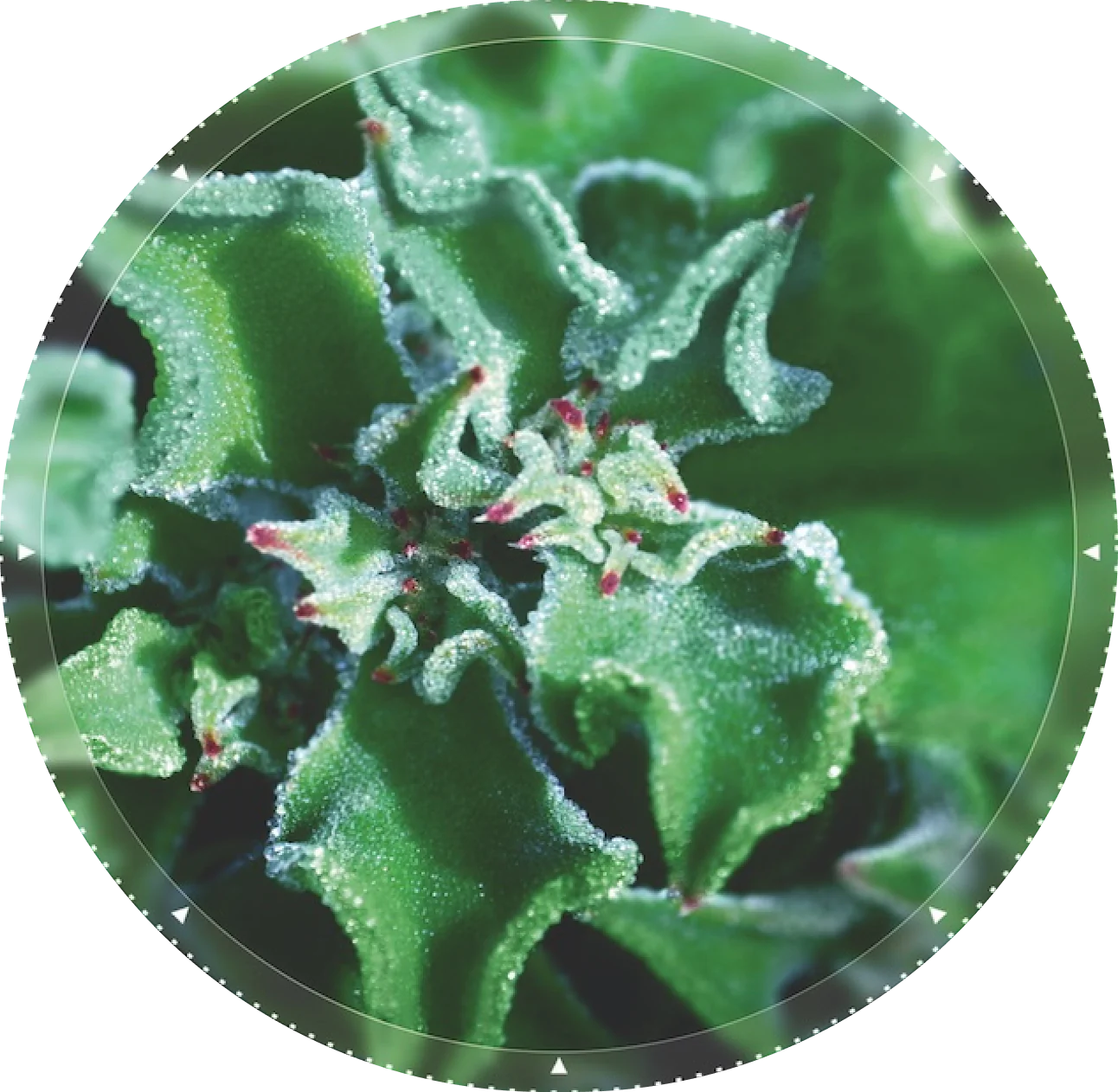 The Ice Plant 