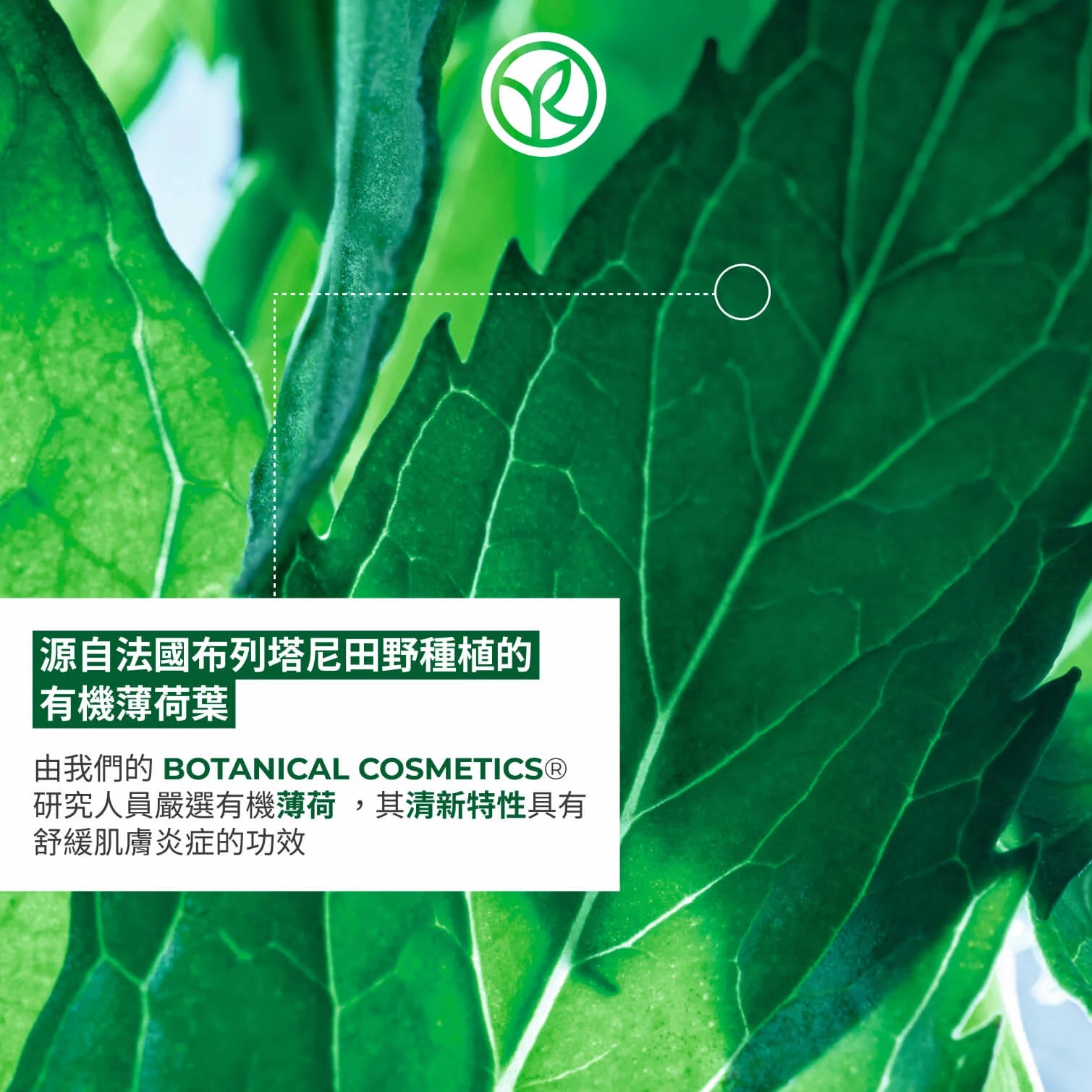 有機薄荷深層淨肌白泥面膜 75ml