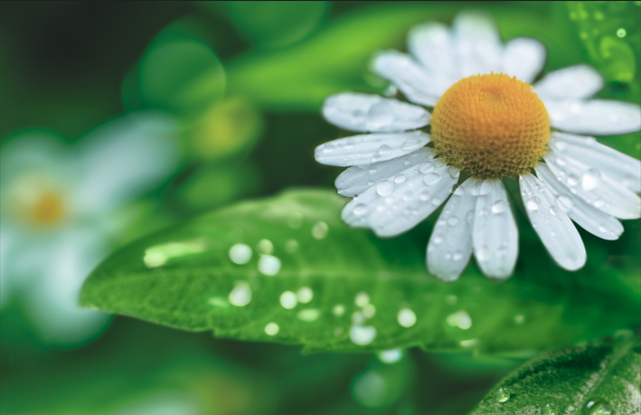 馬鞭草及洋甘菊