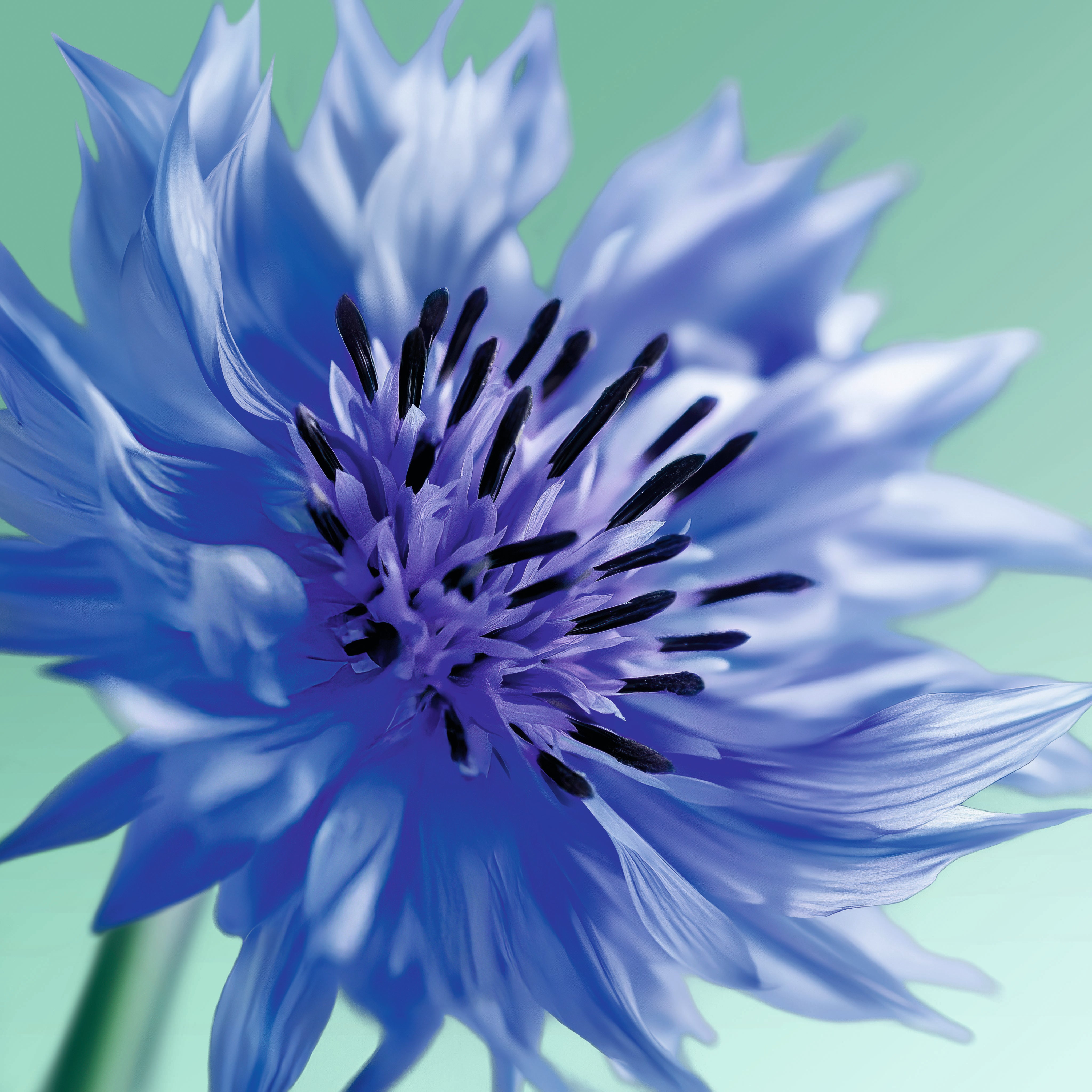 矢車菊速效眼部卸妝液 200ml